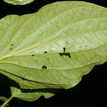 Piper crassinervium Leaf