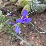 Tradescantia occidentalis Flor
