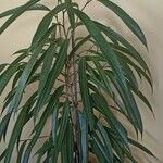 Ficus spp. Blatt