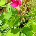 Scutellaria albida 花