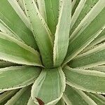Agave vivipara 葉