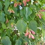 Acer tataricum Fruchs