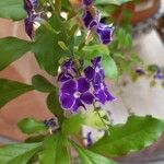 Duranta erectaFlor