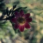 Anemone multifida Virág