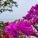 Bougainvillea glabra Floare