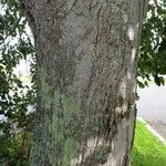 Tilia x europaea Bark