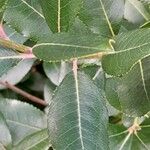 Arbutus unedo Leaf