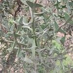 Colletia paradoxa Лист