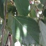 Cordia myxa Leaf