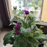 Gomphrena globosaBloem