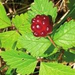 Rubus arcticus Gyümölcs