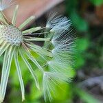 Pyrrhopappus carolinianus Fruit