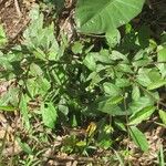 Pavonia fruticosa Vekstform