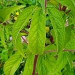 Eupatorium cannabinum Foglia