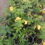 Allamanda cathartica葉