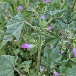 Malva multifloraFlower
