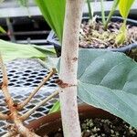 Pterospermum acerifolium Corteza