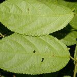 Acalypha diversifolia 葉