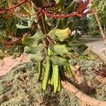 Ceratonia siliqua Fruit