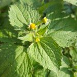 Galinsoga quadriradiata Fuelha