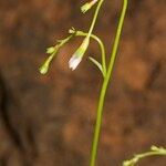 Wahlenbergia lobelioides Other