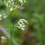 Galium rubioides Flower