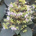 Clerodendrum infortunatum List