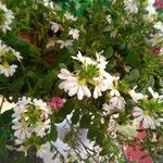 Scaevola plumieri फूल