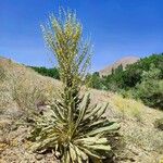 Verbascum speciosum Folha