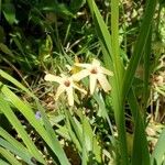 Ixia paniculata Çiçek
