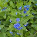 Pentaglottis sempervirensFlower