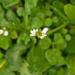 Cardamine hirsuta Flor