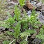 Pedicularis canadensis 葉