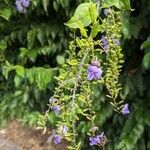 Duranta erectaBlüte