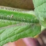 Verbena brasiliensis പുറംതൊലി