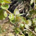 Betula nana Leaf