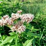 Eupatorium cannabinumЦветок