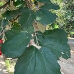 Pterospermum acerifolium Hoja