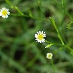 Symphyotrichum subulatumÕis