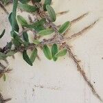 Microgramma vacciniifolia 葉