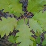 Quercus velutina Liść