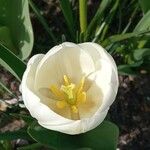 Tulipa gesnerianaBlüte