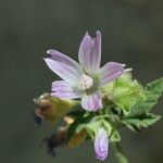 Malva nicaeensis Blüte
