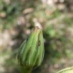 Hieracium sabaudum Flower