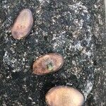 Schizolobium parahyba Fruto