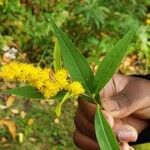 Solidago giganteaFlower