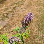 Buddleja japonicaÇiçek