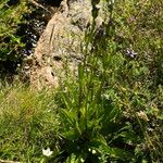 Swertia perennis Plante entière