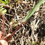 Eragrostis paniciformis Fuelha