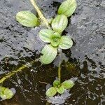 Callitriche stagnalis Leaf